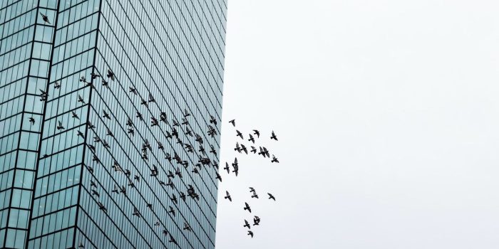 a flock of birds flies through the city as the frame shows a skyscraper